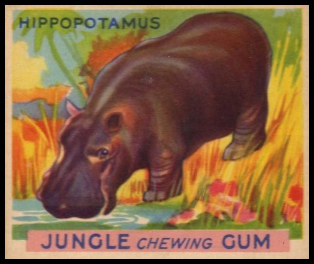 69 Hippopotamus